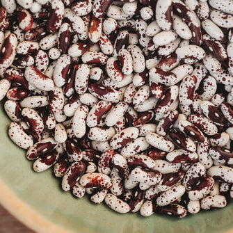 Jacob's Cattle Shelling Bean