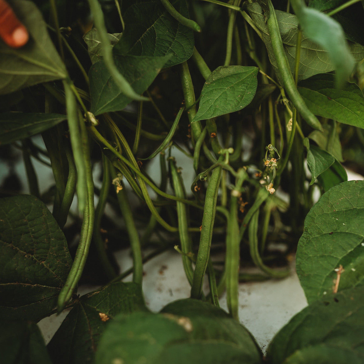 Jade Snap Bush Bean
