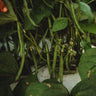 Jade Snap Bush Bean