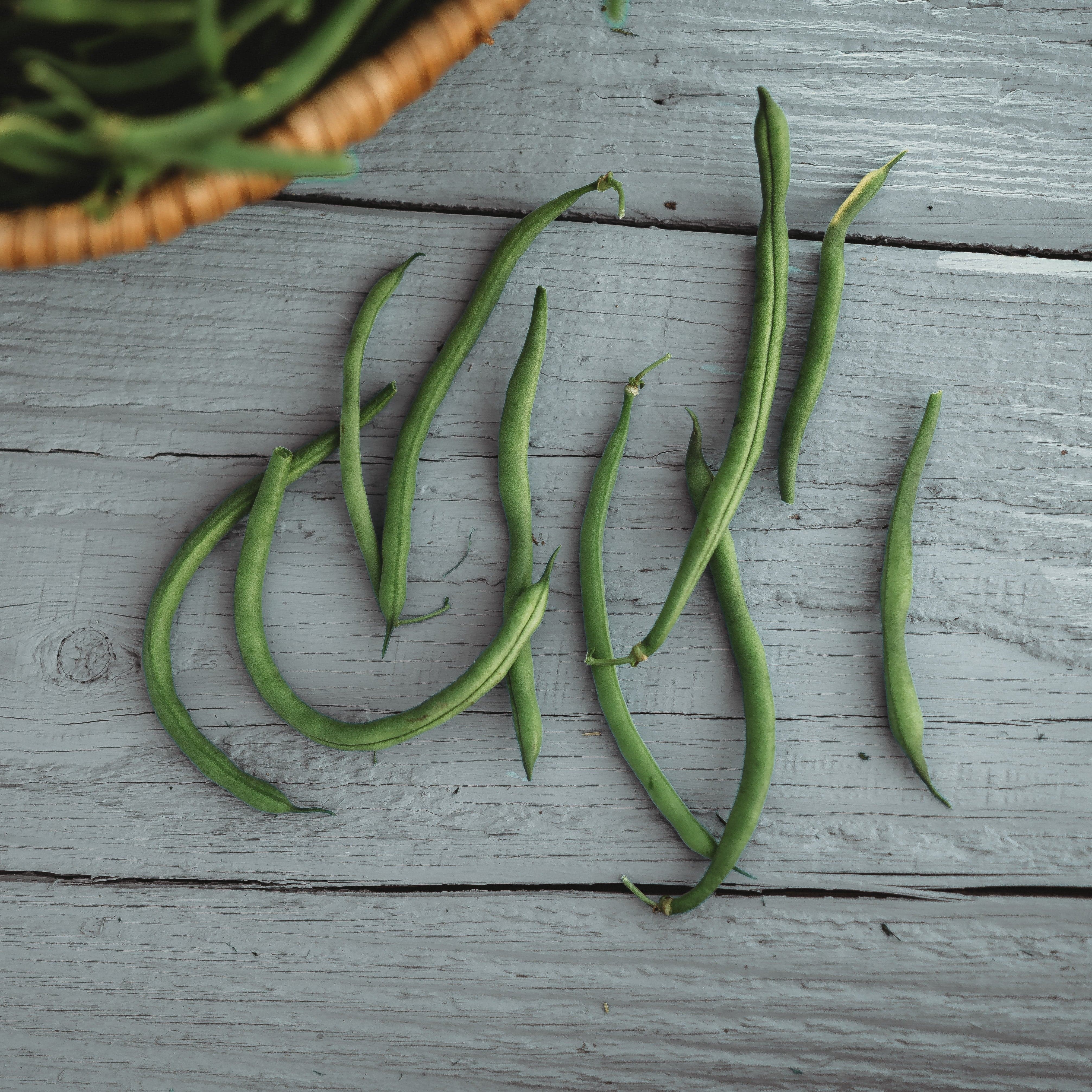 Jade Green Bean - Thresh Seed Co.