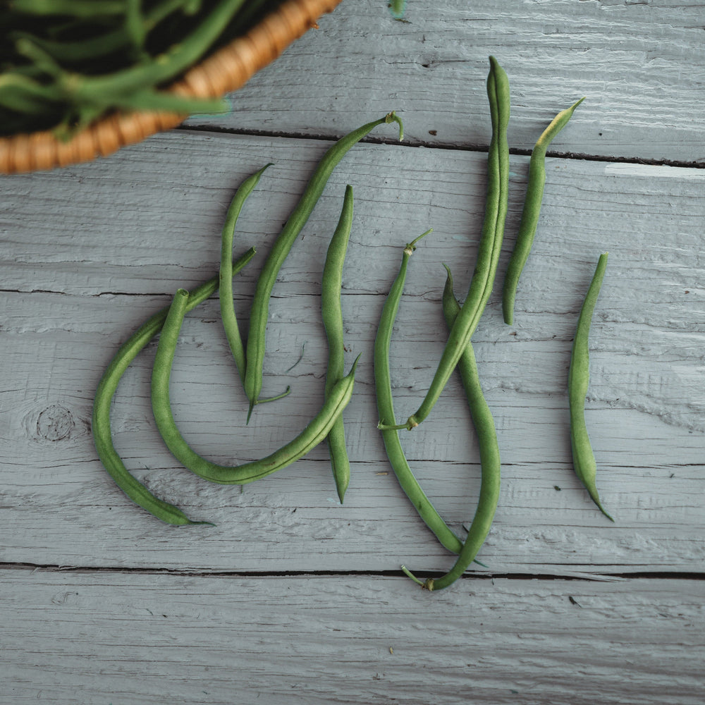 Jade Snap Bush Bean