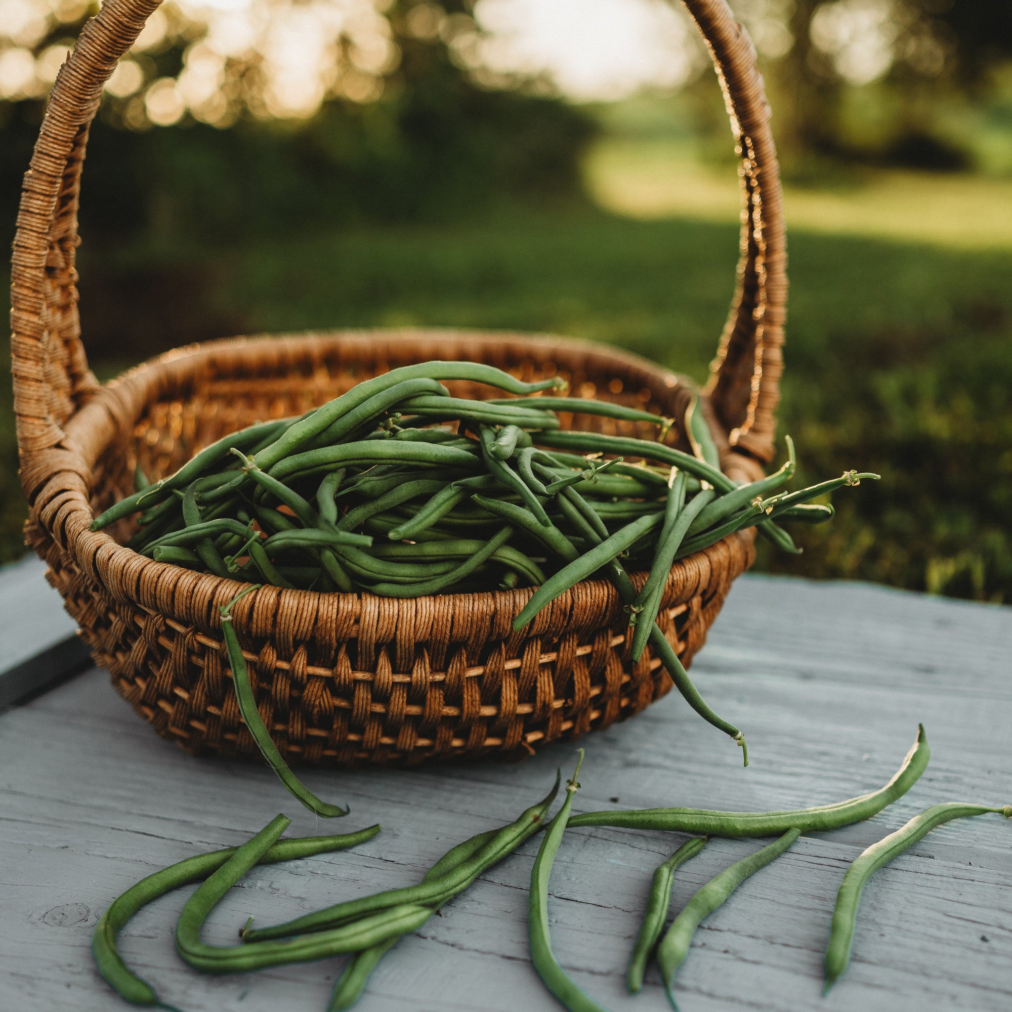 planting jade bush beans Jade Green Bean