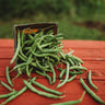 Jade Snap Bush Bean