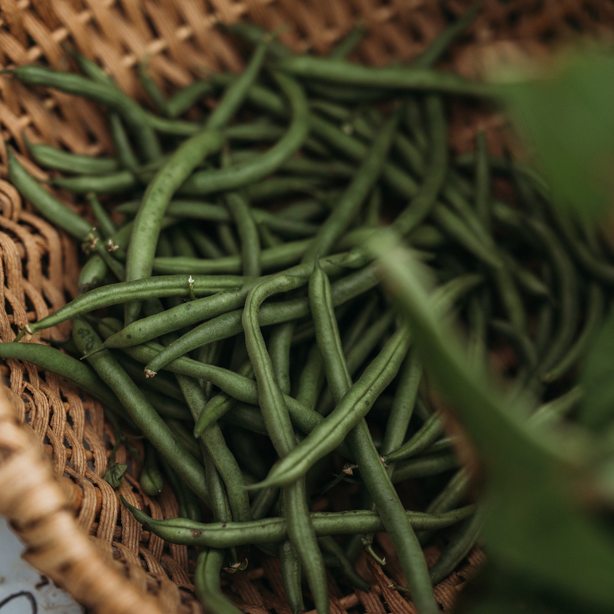 jade bush bean plant Jade Green Bean