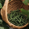 Jade Snap Bush Bean