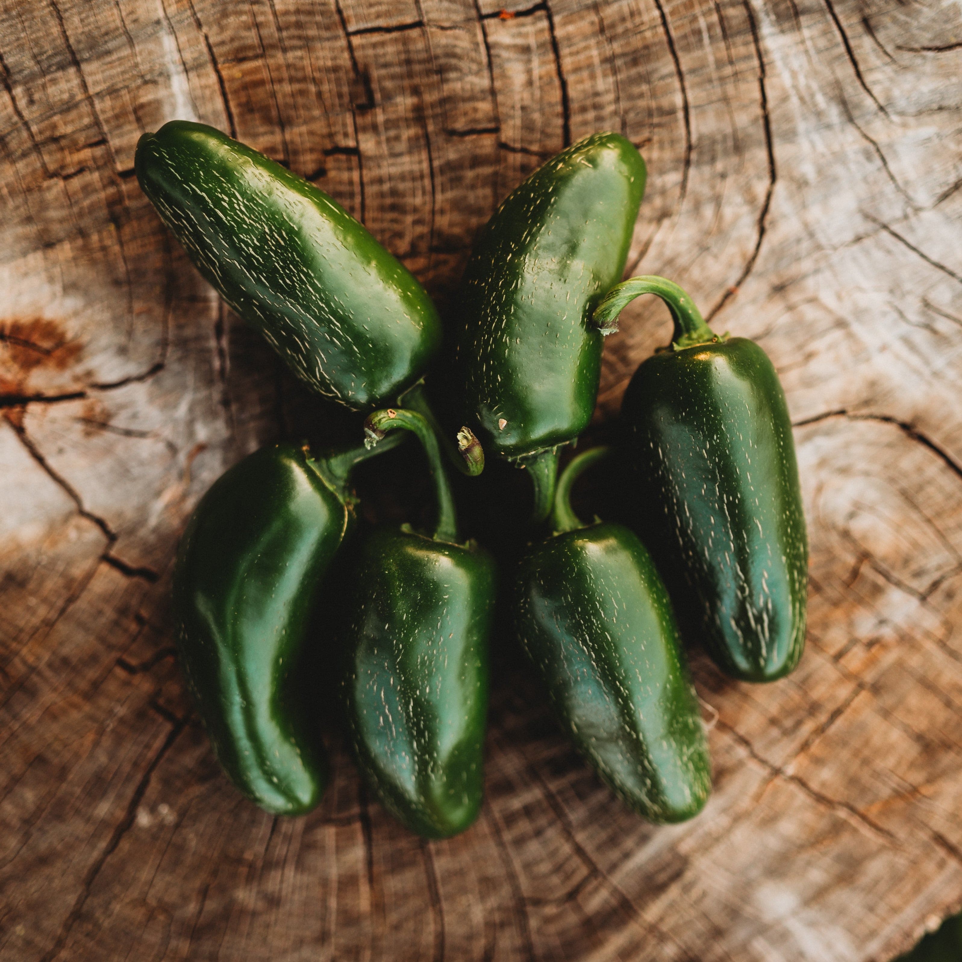 Jalapeno Mild Chile Pepper - Thresh Seed Co.