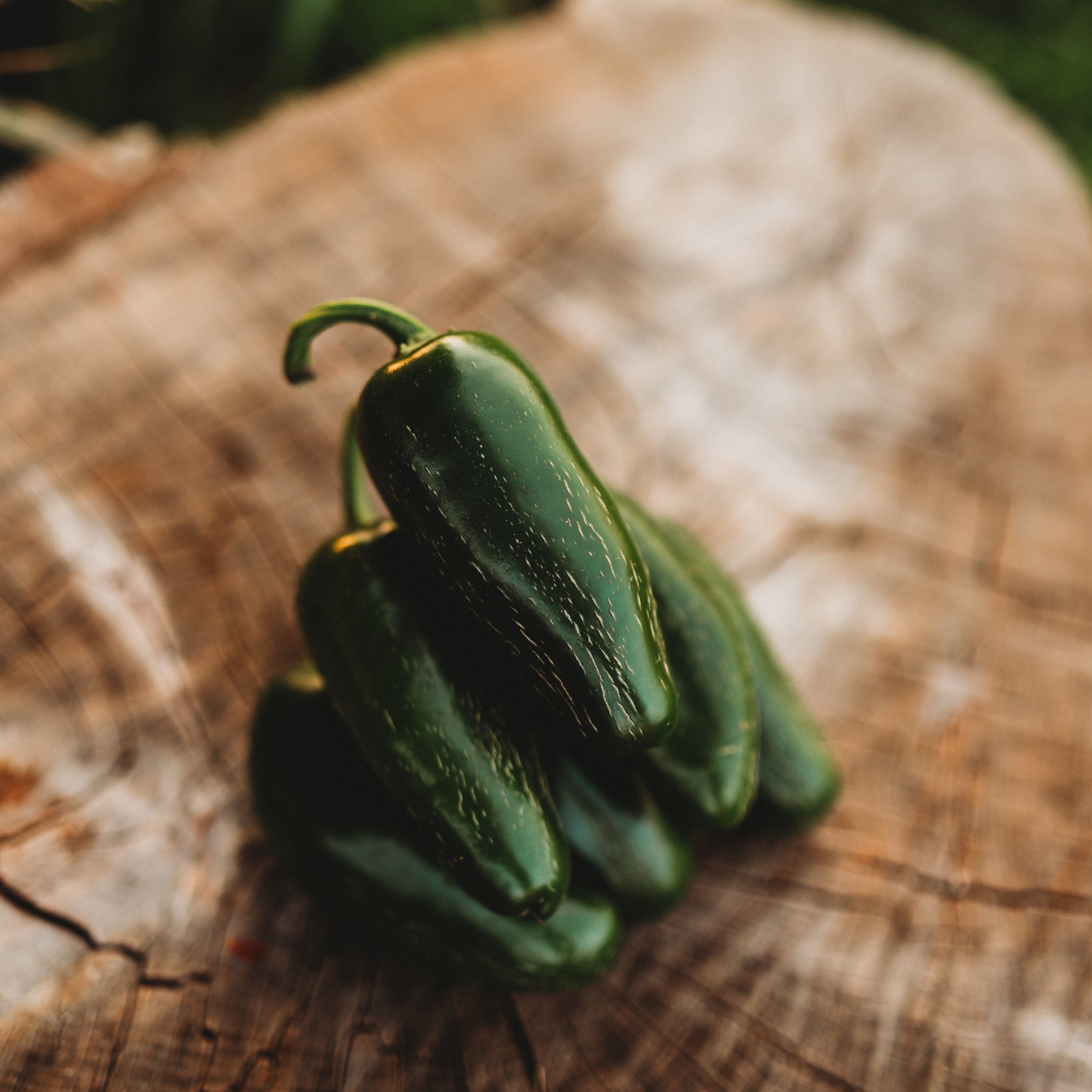 Jalapeno Mild Chile Pepper - Thresh Seed Co.
