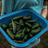 Jalapeno Traveler Strain