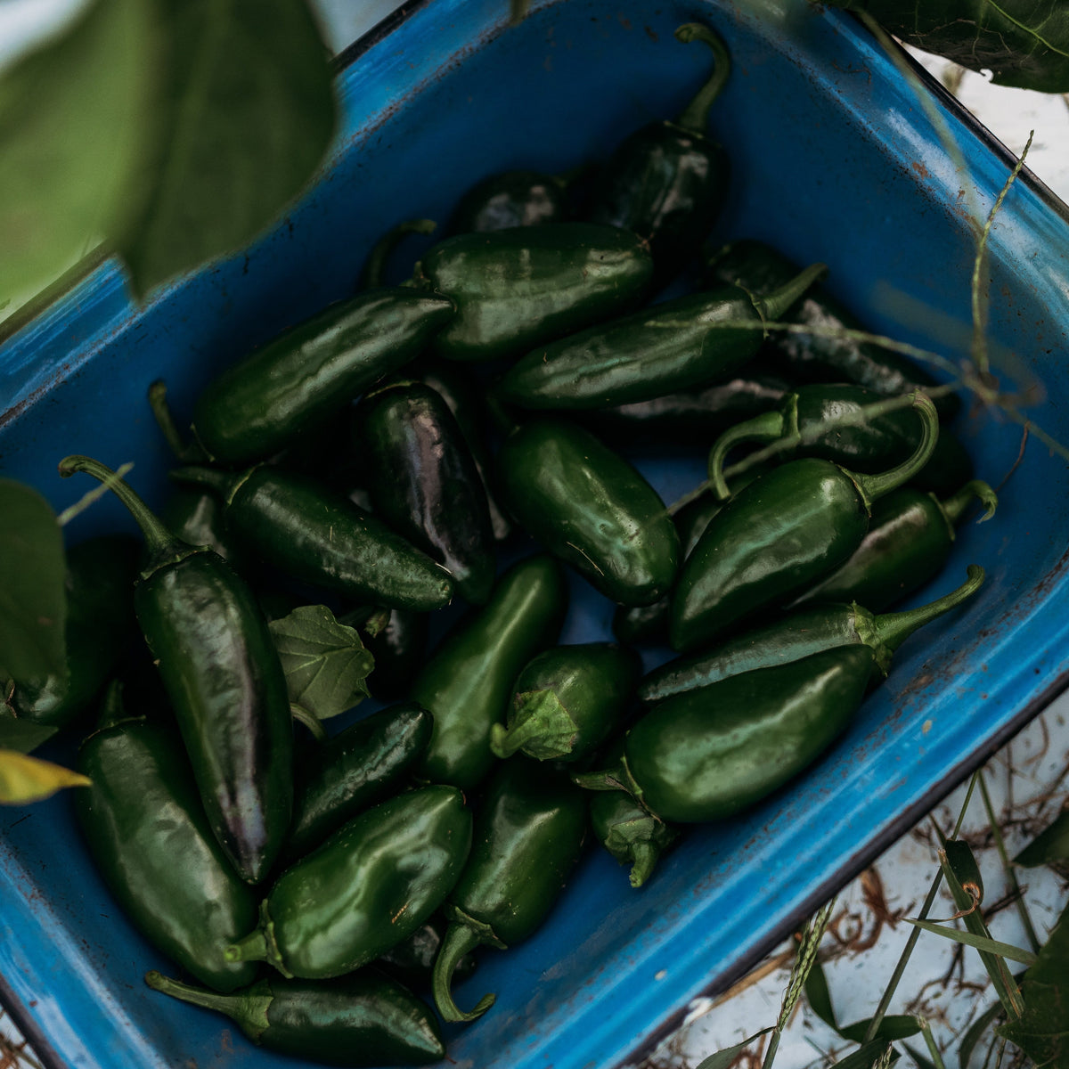 Jalapeno Traveler Strain