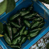 Jalapeno Traveler Strain