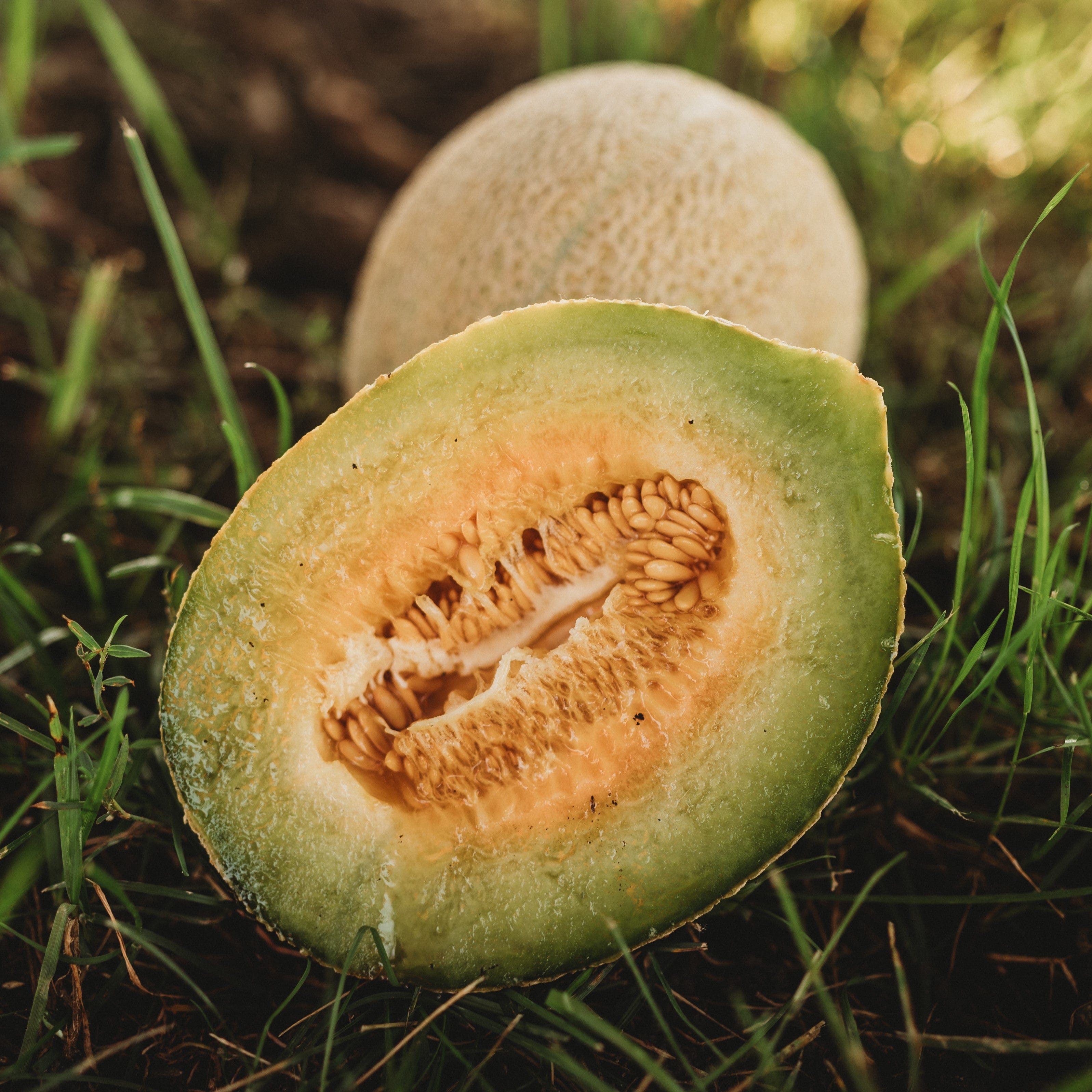 Jenny Lind Melon - Thresh Seed Co.