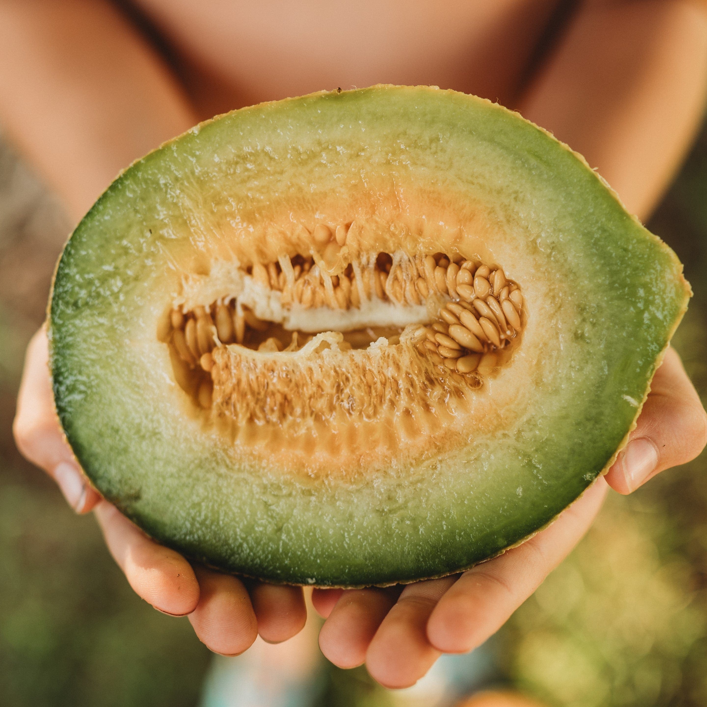 Jenny Lind Melon - Thresh Seed Co.