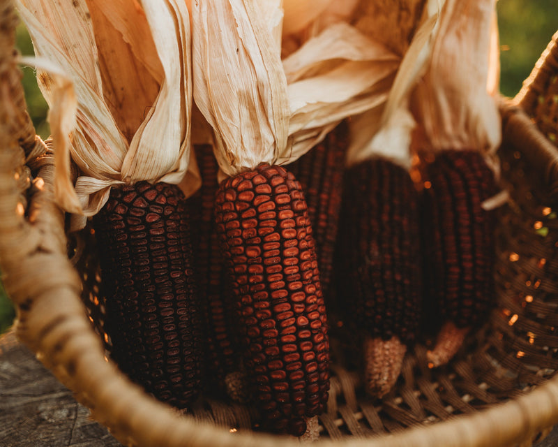 Jimmy Red Corn