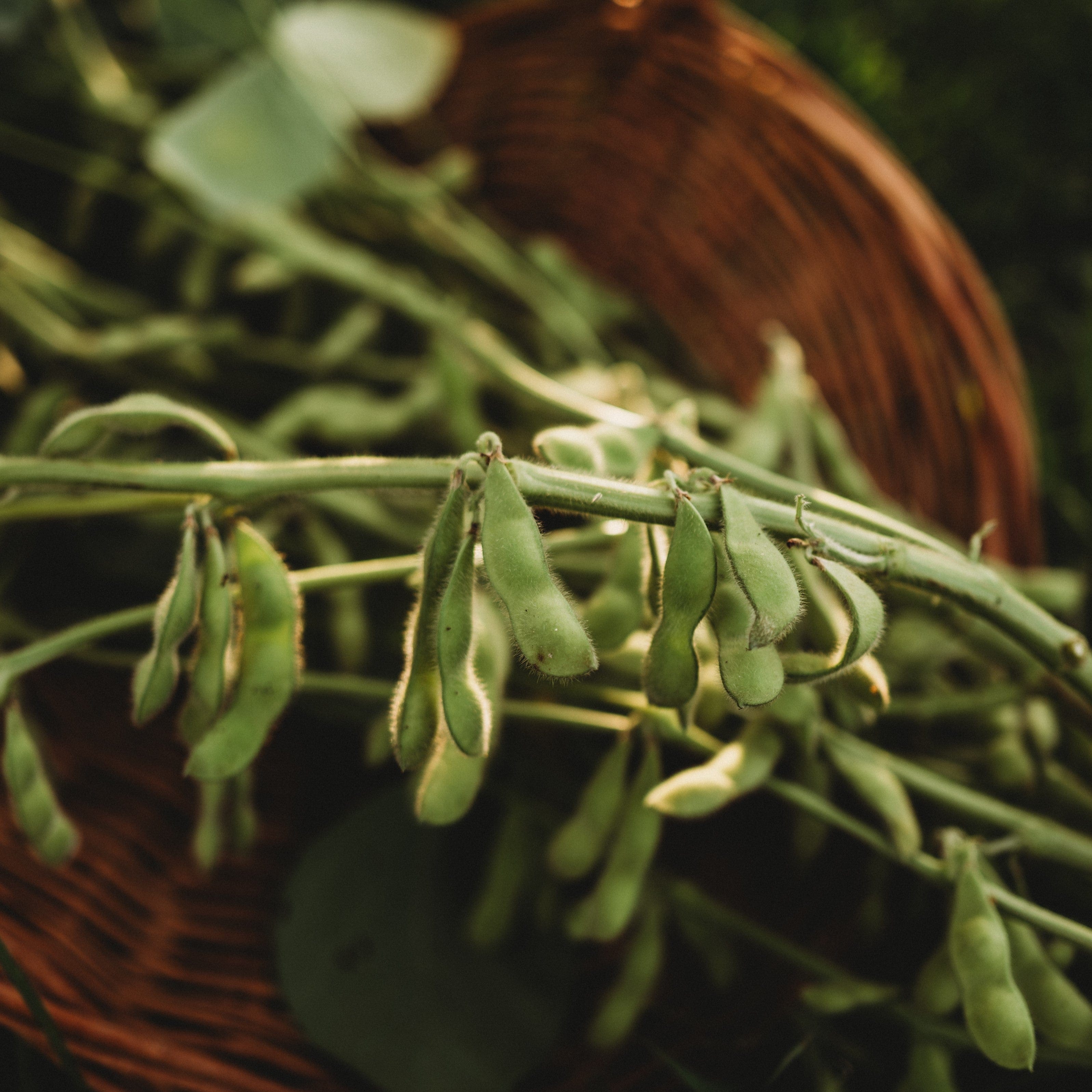 Karikachi No. 3 Edamame - Thresh Seed Co.