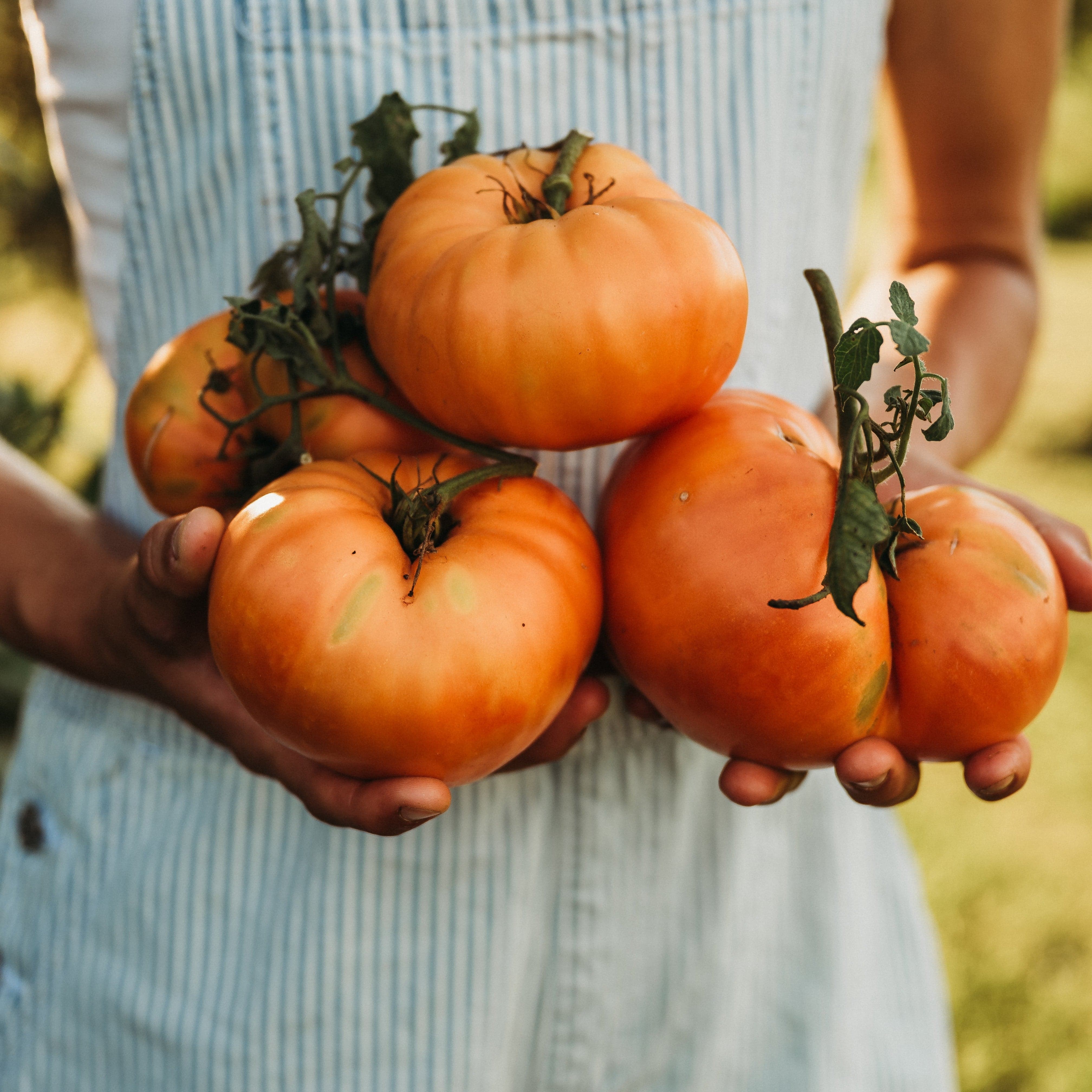 Kellogg's Breakfastトマト Kellogg's Breakfast Tomato - Thresh Seed Co.