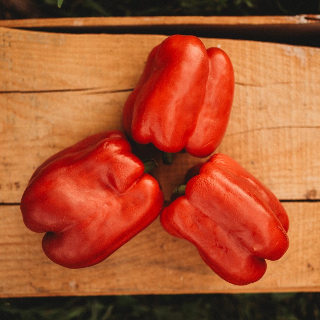 Keystone Resistant Giant Bell Pepper