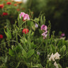Knee High Sweet Pea Mix