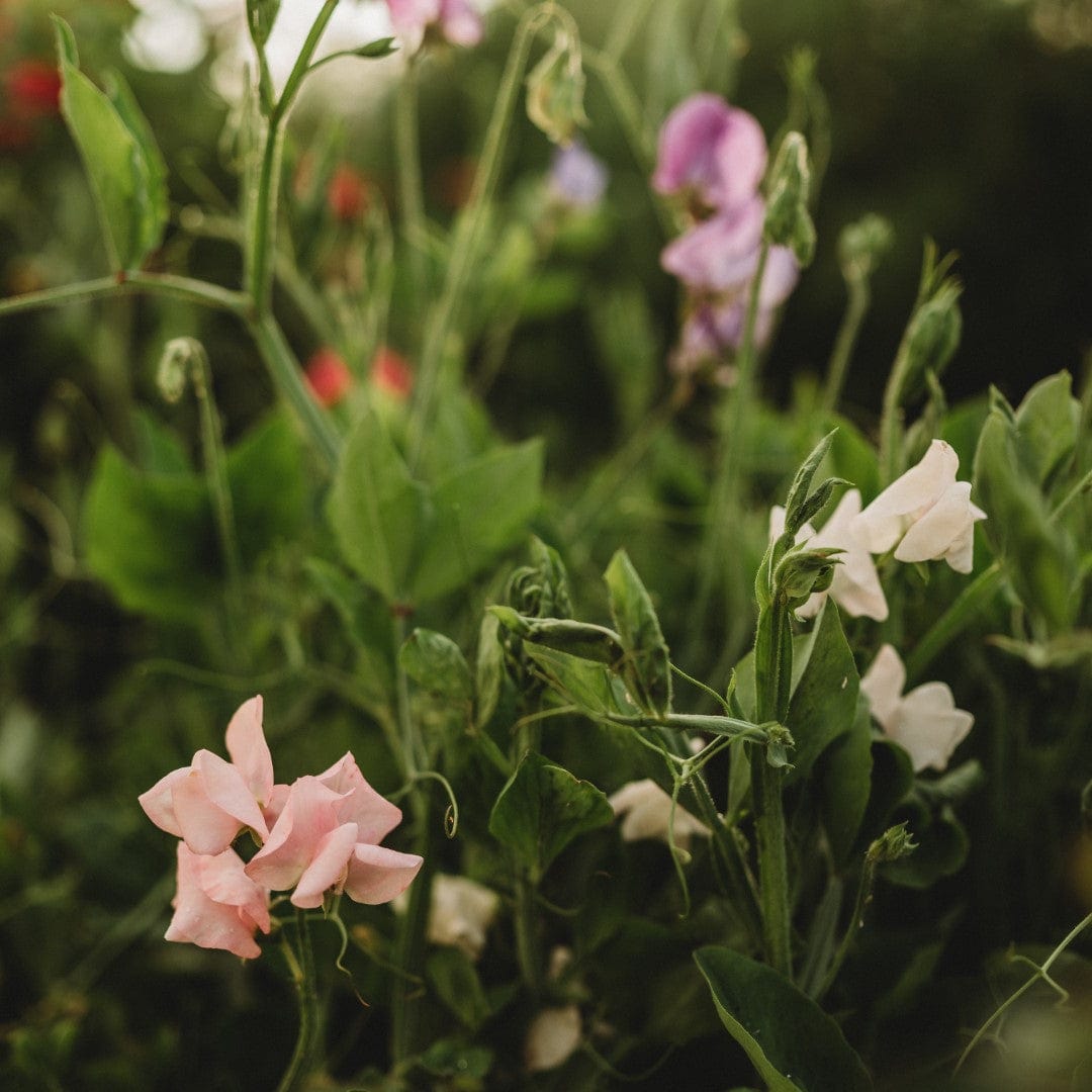Knee High Sweet Pea Mix