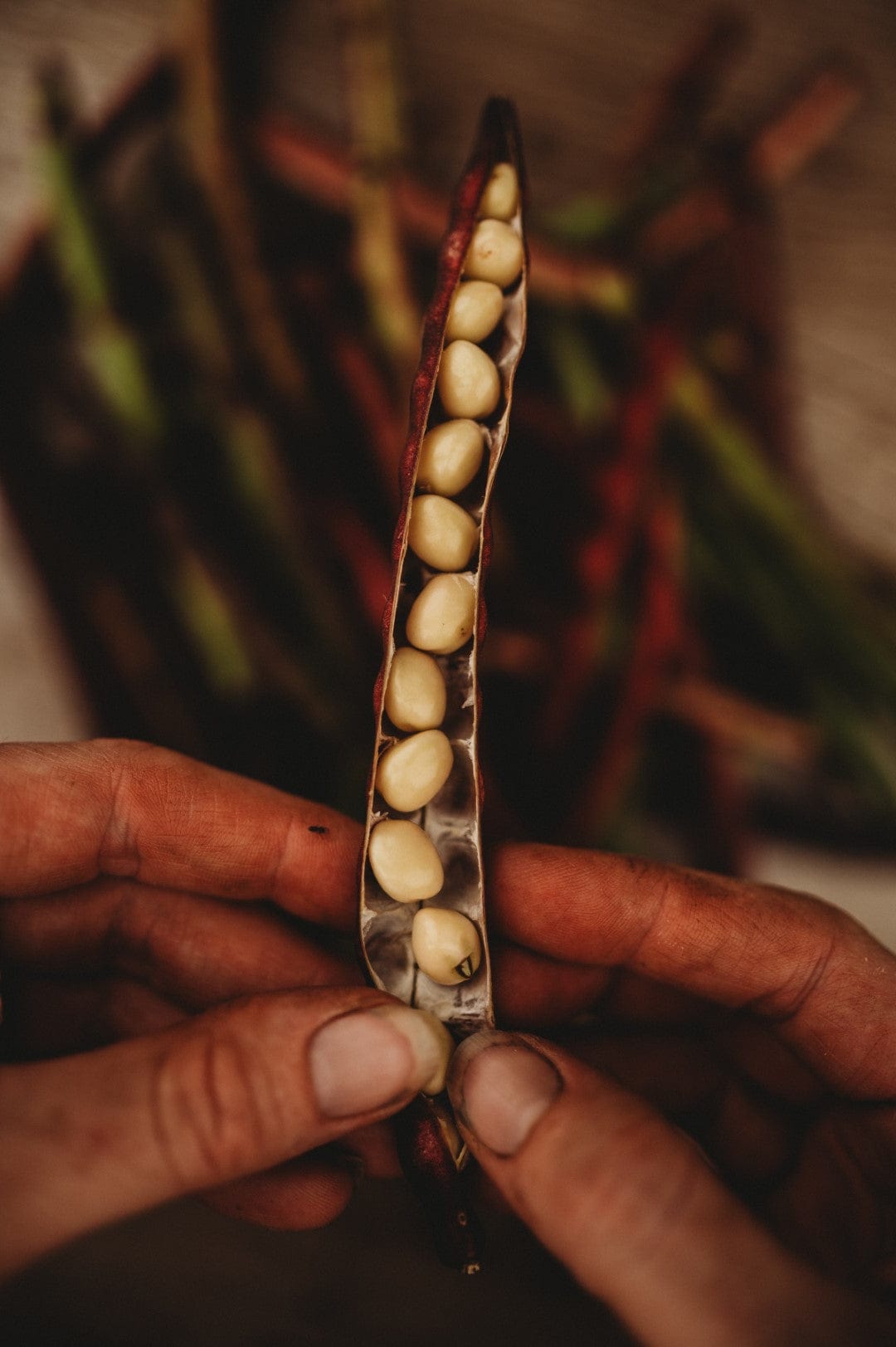 Knuckle Purple Hull Seeds