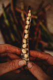 Knuckle Purple Hull Seeds