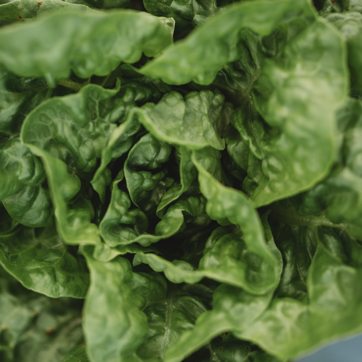 Kraganer Sommer Butterhead Lettuce