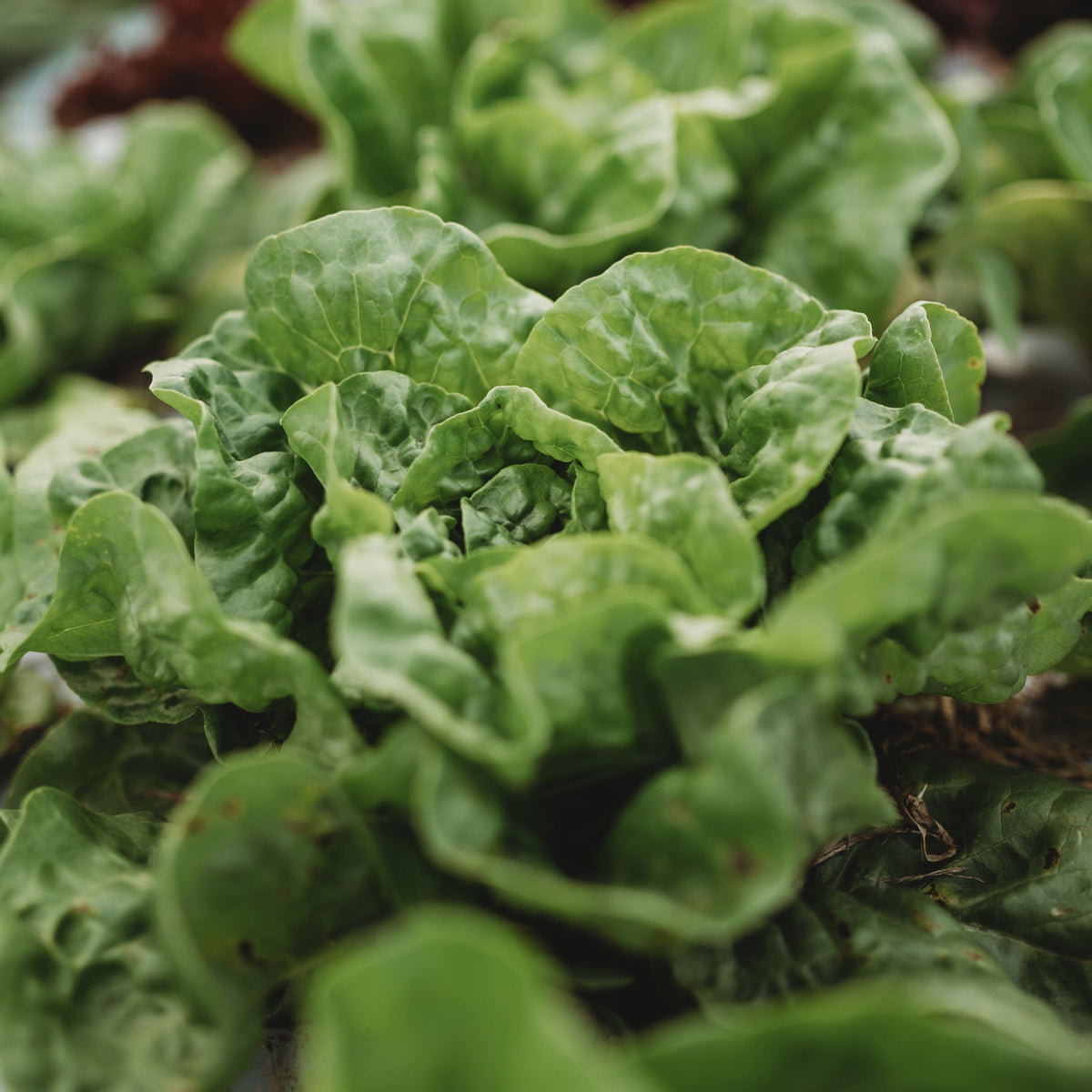 Kraganer Sommer Butterhead Lettuce