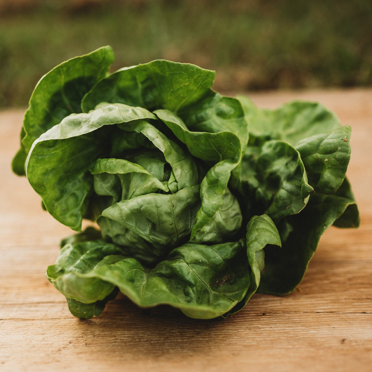 Kraganer Sommer Butterhead Lettuce