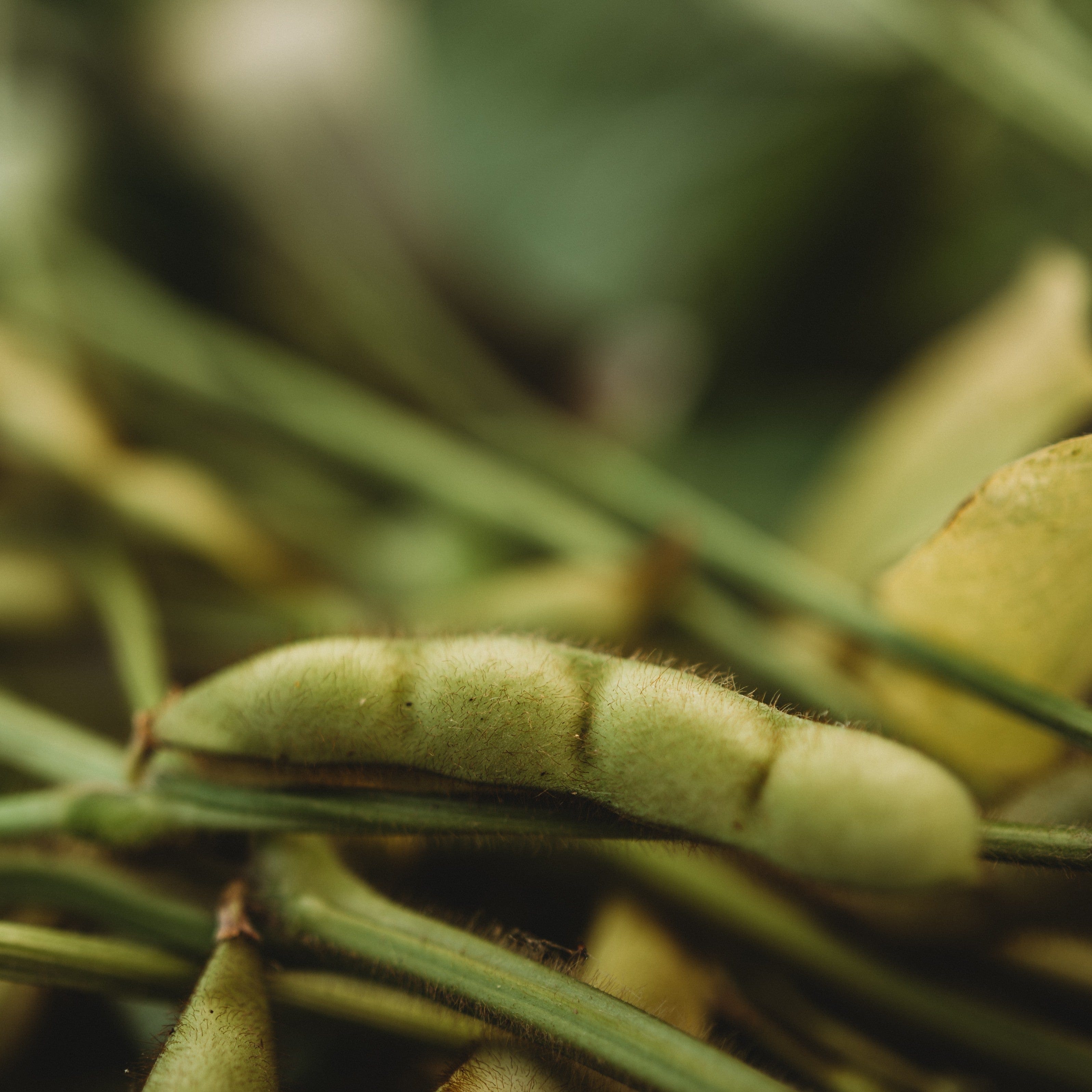 Kuroshinju Black Edamame - Thresh Seed Co.
