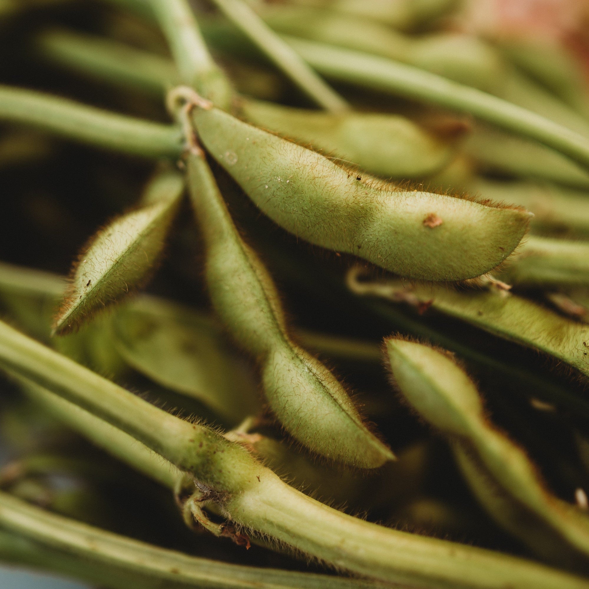 edamame plant seeds Kuroshinju Black Edamame