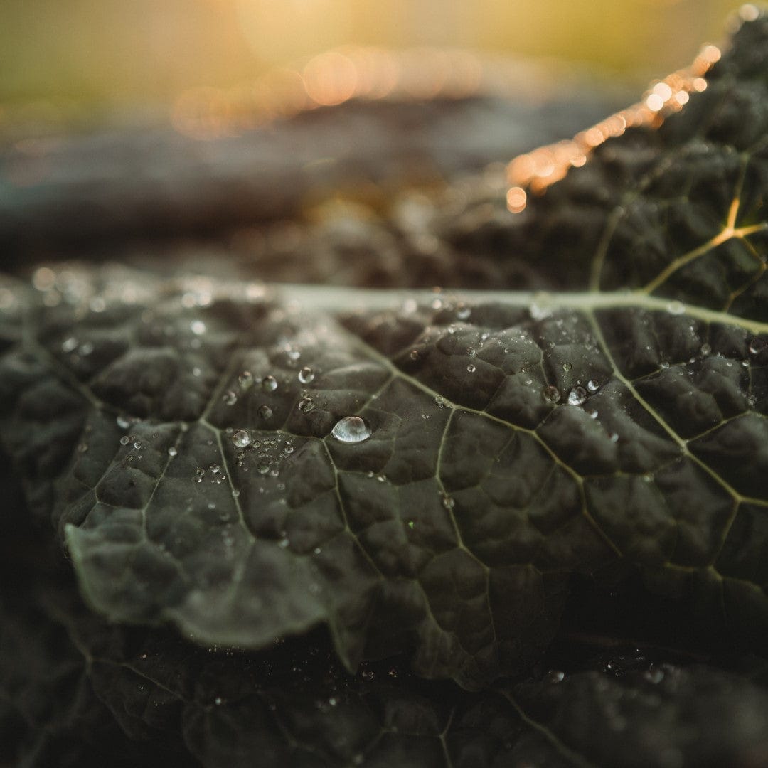 Lacinato Kale Seeds