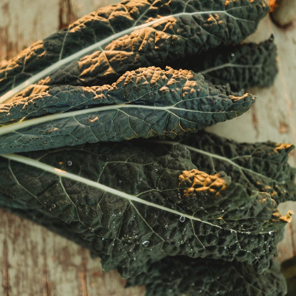 SEMI DI CAVOLO LACEOLATO NERO DI TOSCANA PRECOCE - Foto 2