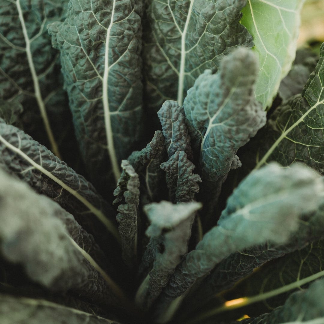 Lacinato Kale Seeds