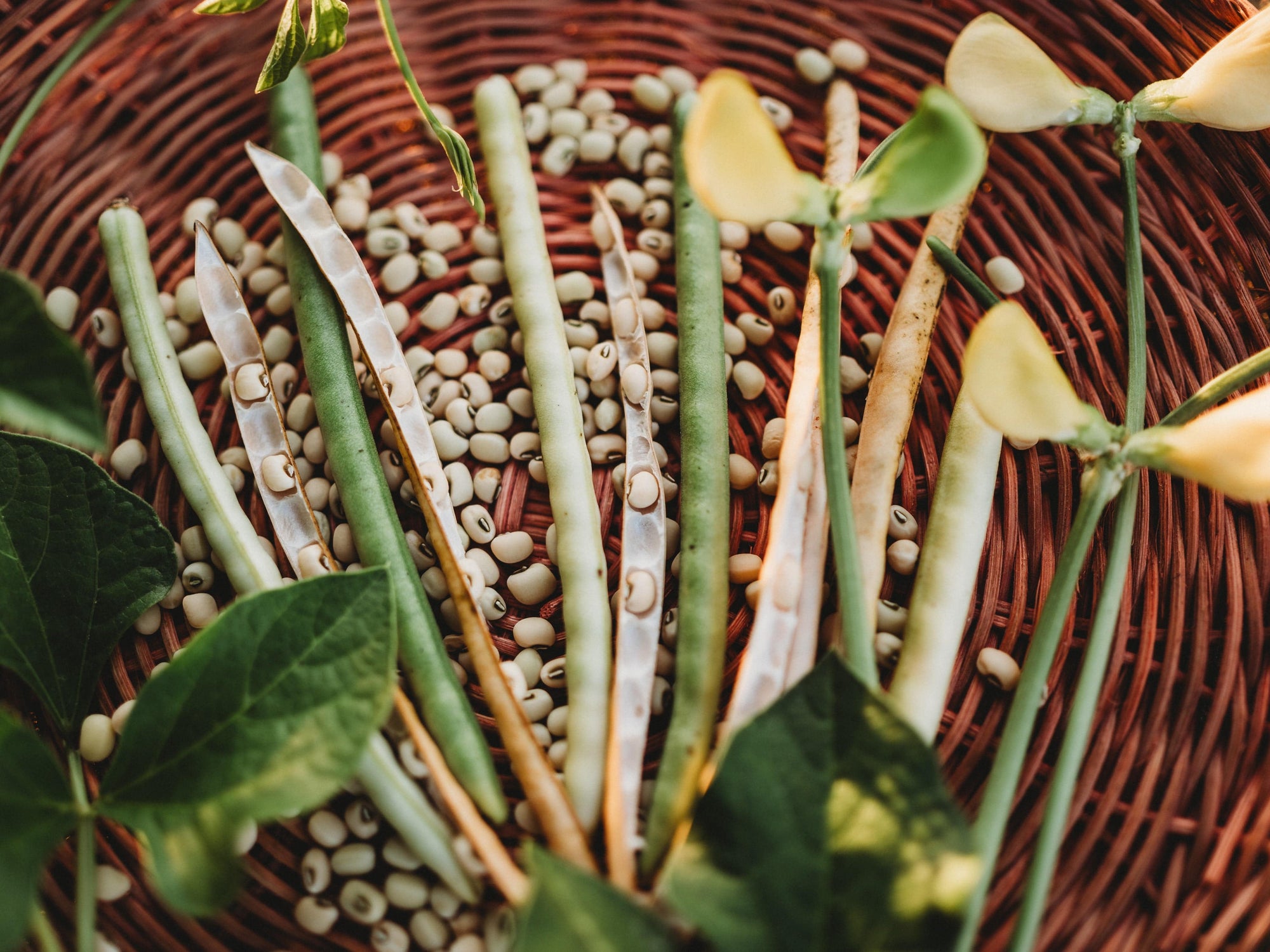 cowpea plant seeds Lady Cowpea