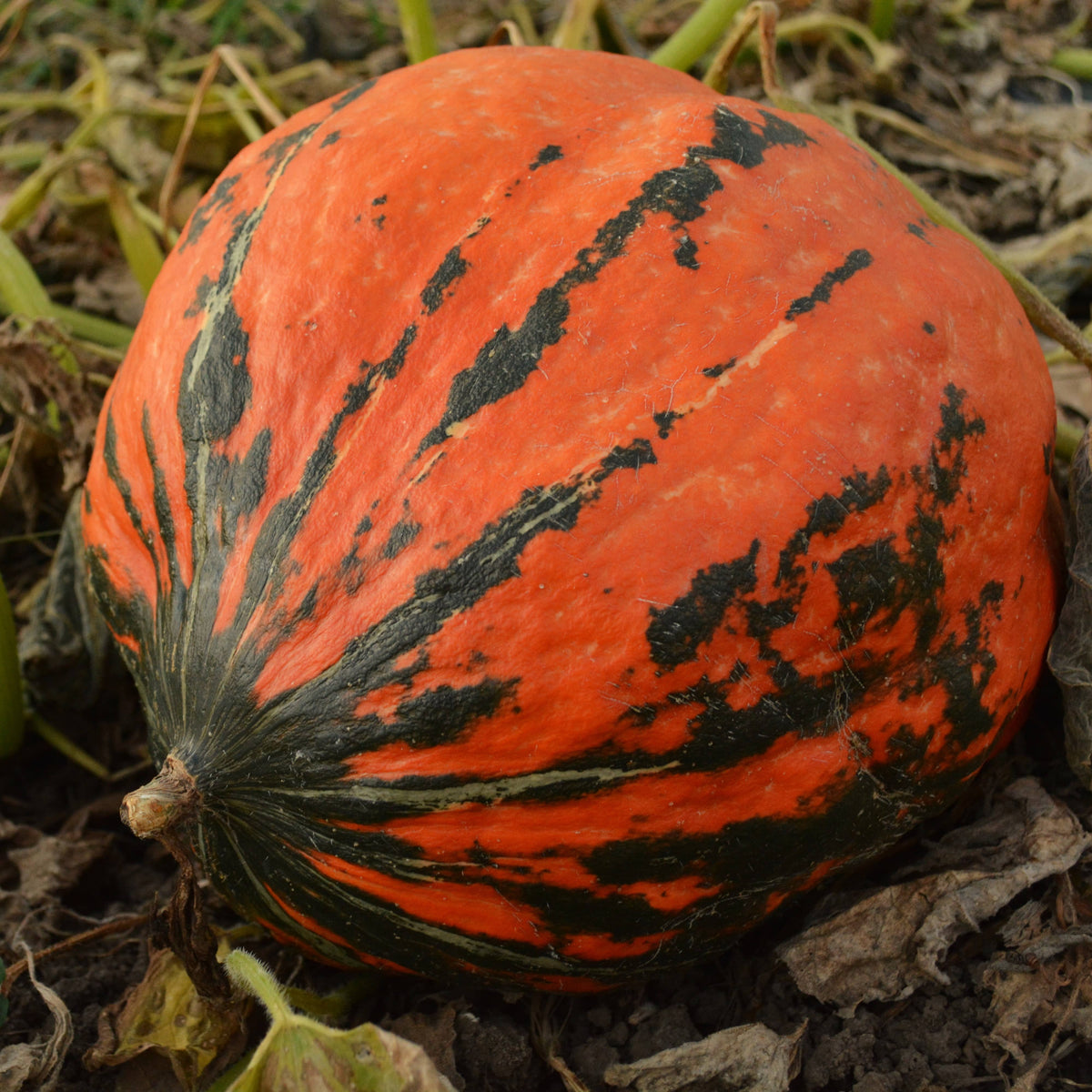 Lakota Squash