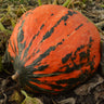 Lakota Squash