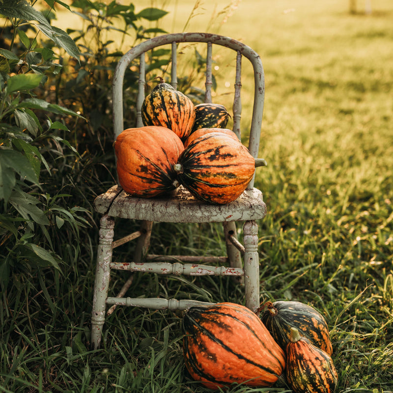 Lakota Squash