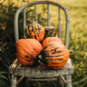 Lakota Squash