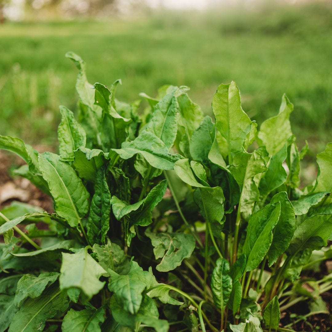 Large Leaf Sorrel Seeds