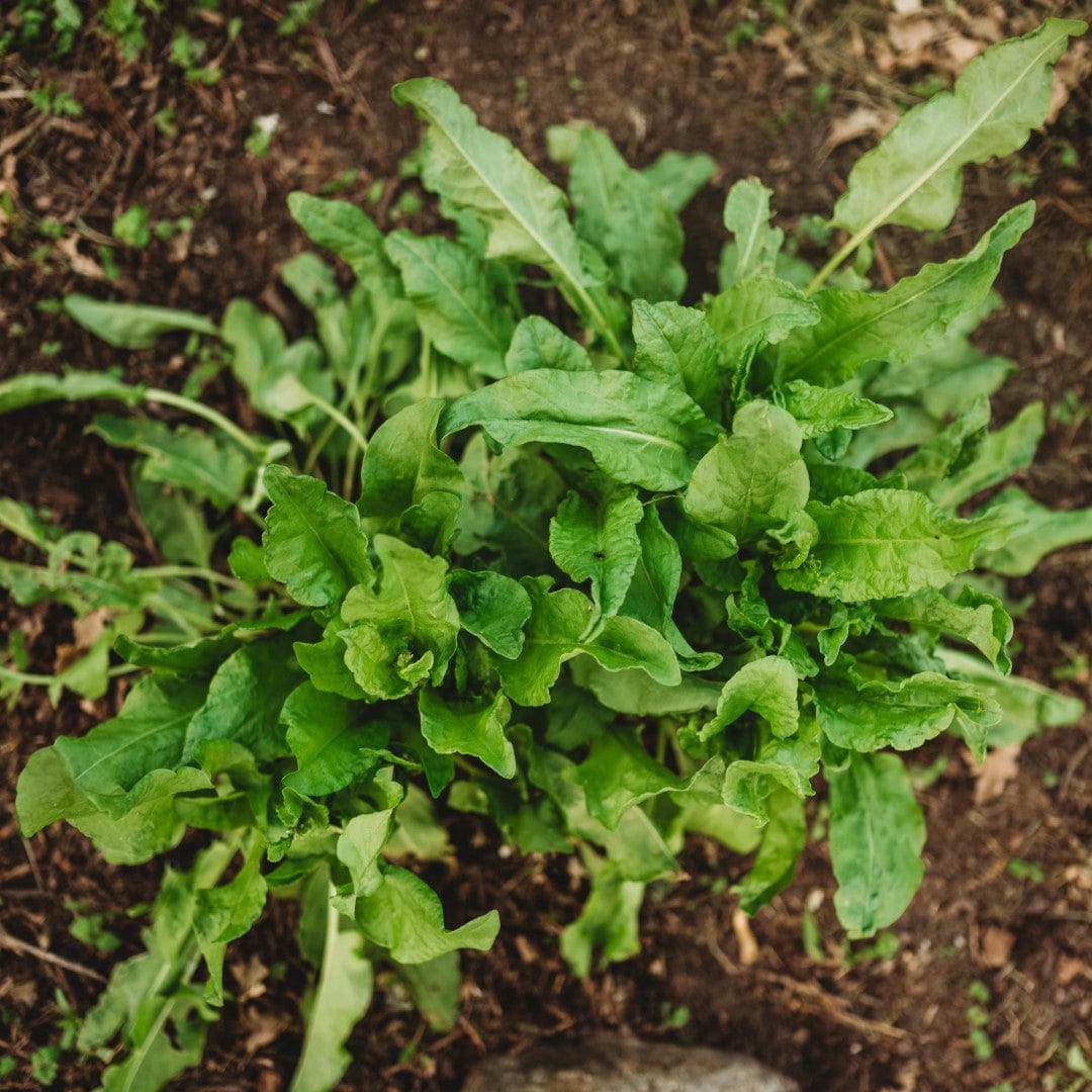 Large Leaf Sorrel Seeds
