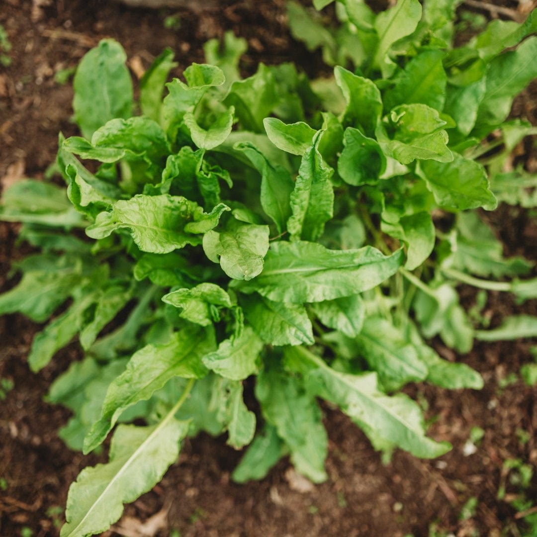 Large Leaf Sorrel Seeds
