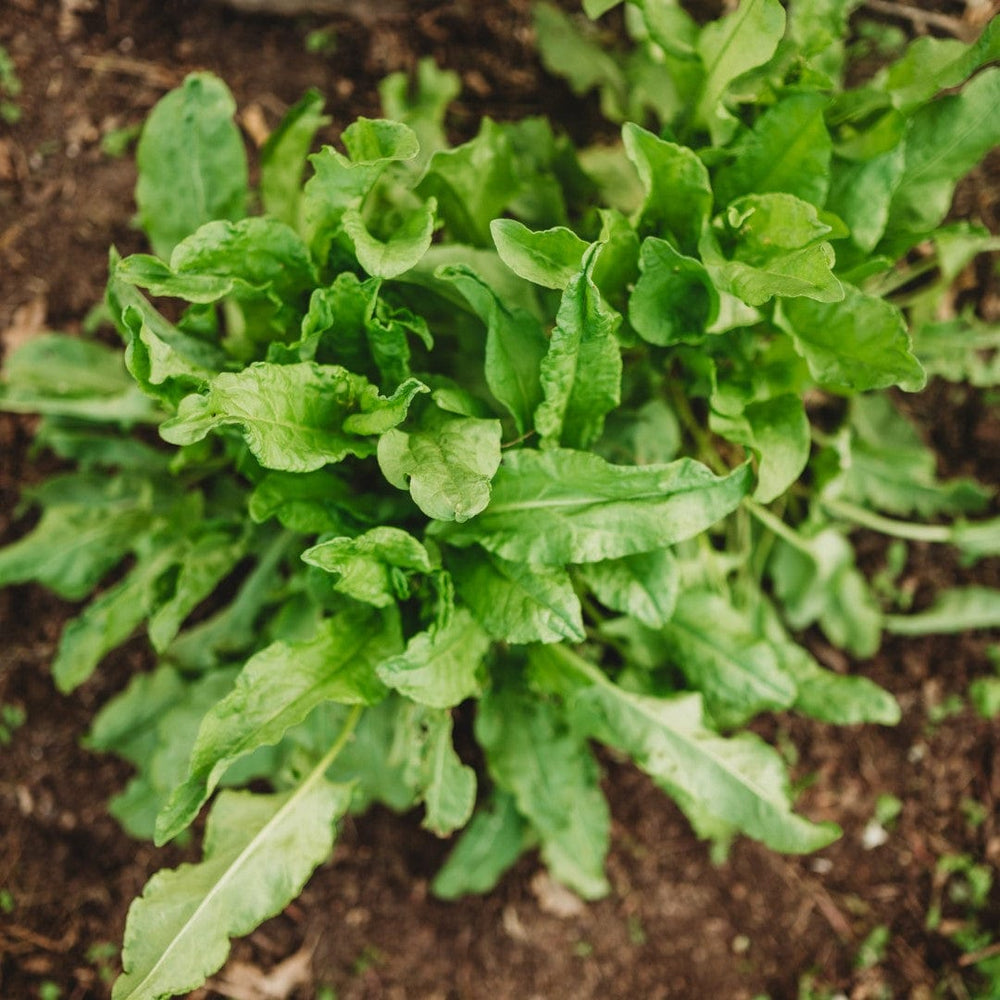 Garden Sorrel (English or Common Sorrel)