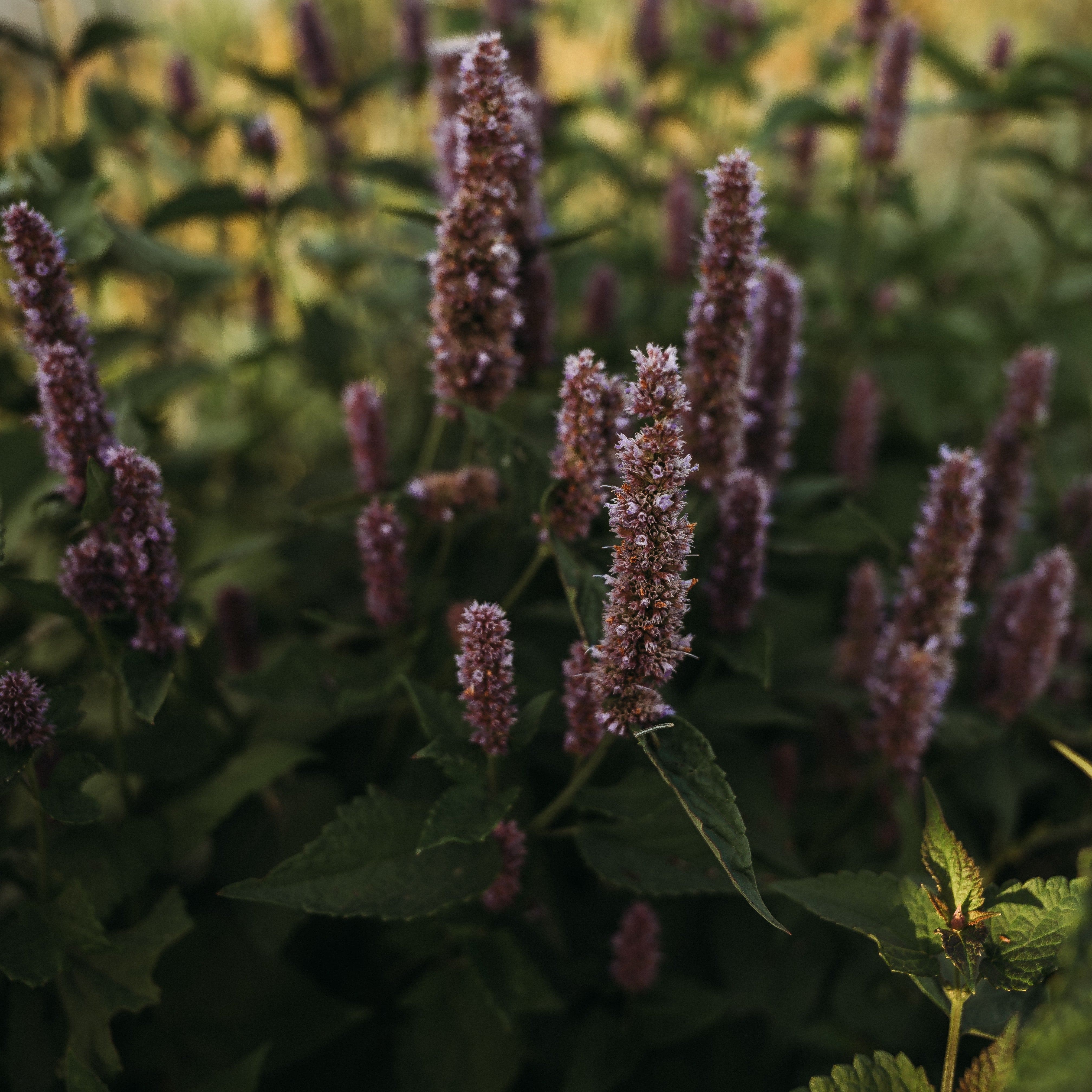 Lavender Hyssop - Thresh Seed Co.