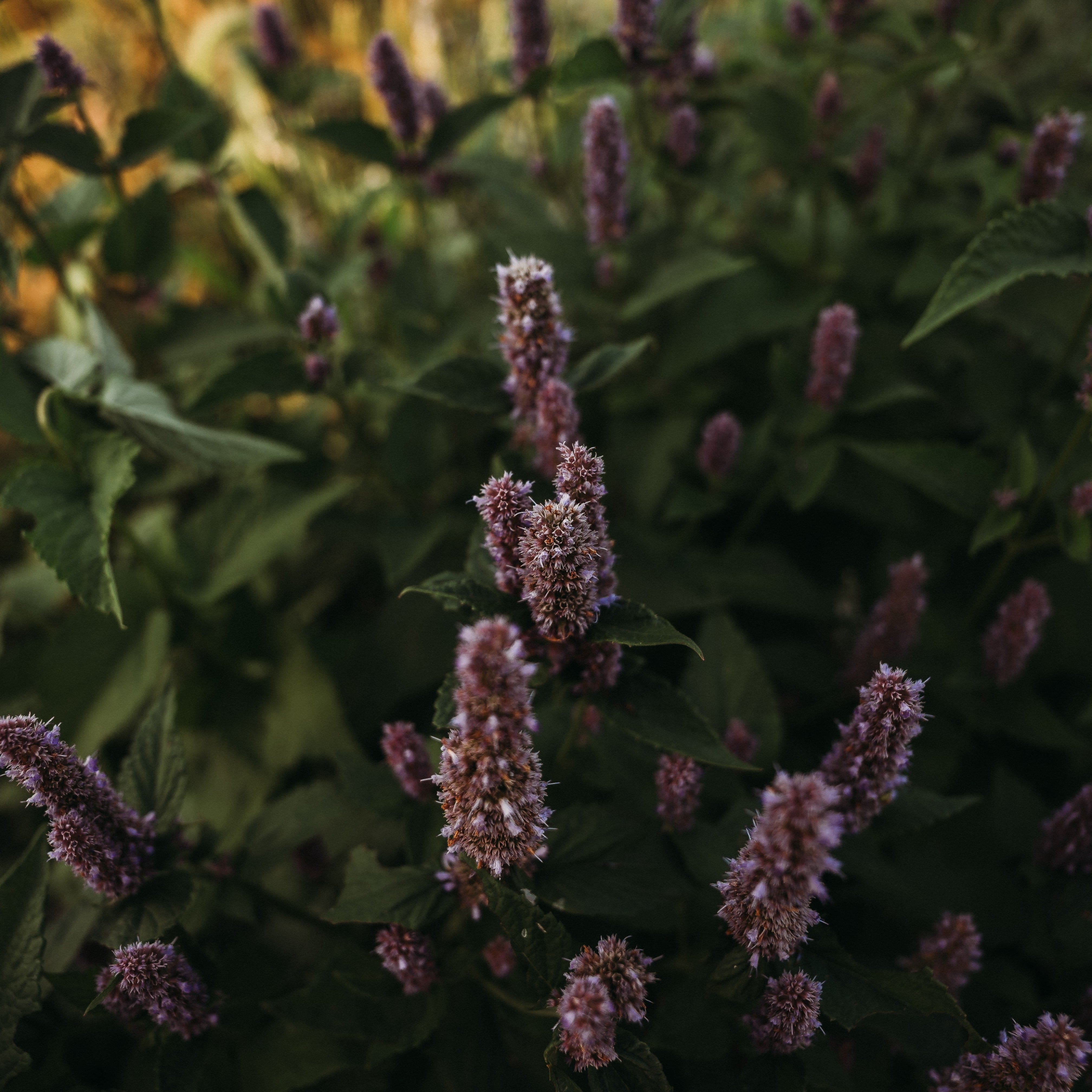 Lavender Hyssop - Thresh Seed Co.