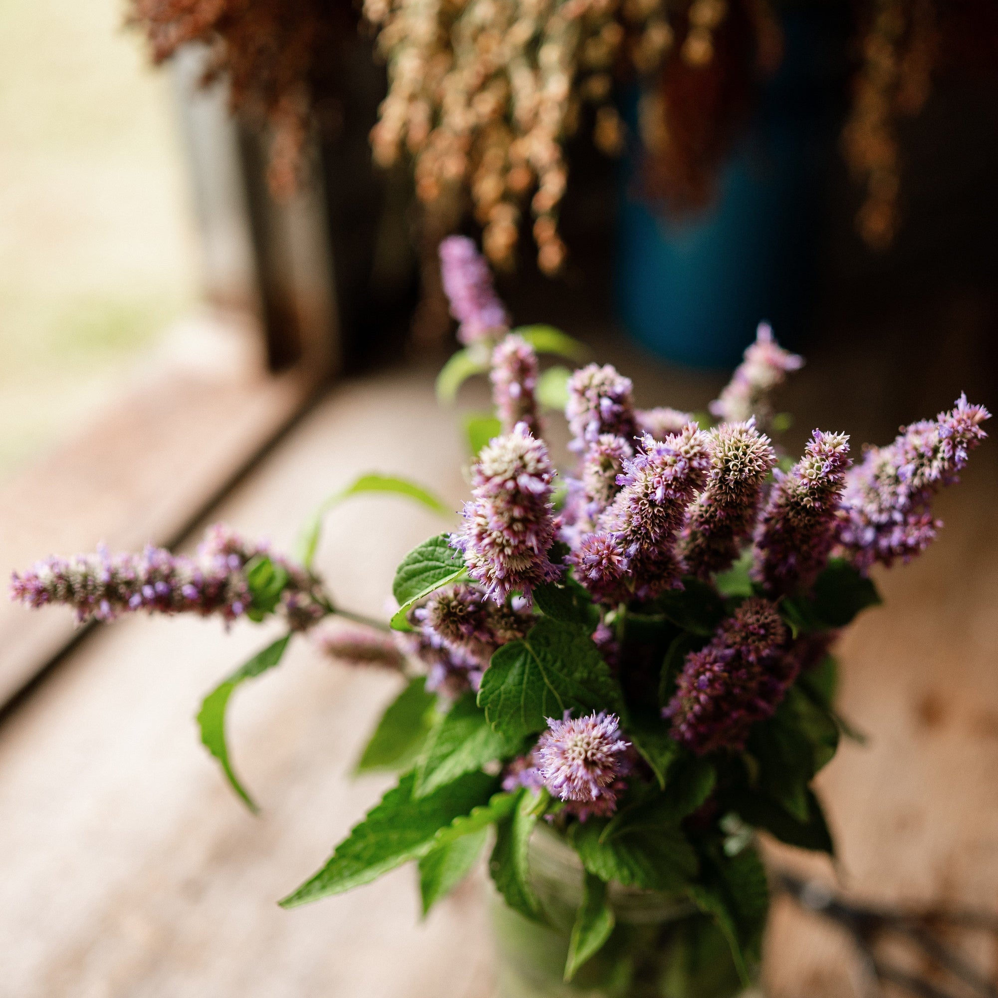 real lavender plant Lavender Hyssop