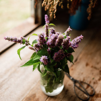 Lavender Hyssop