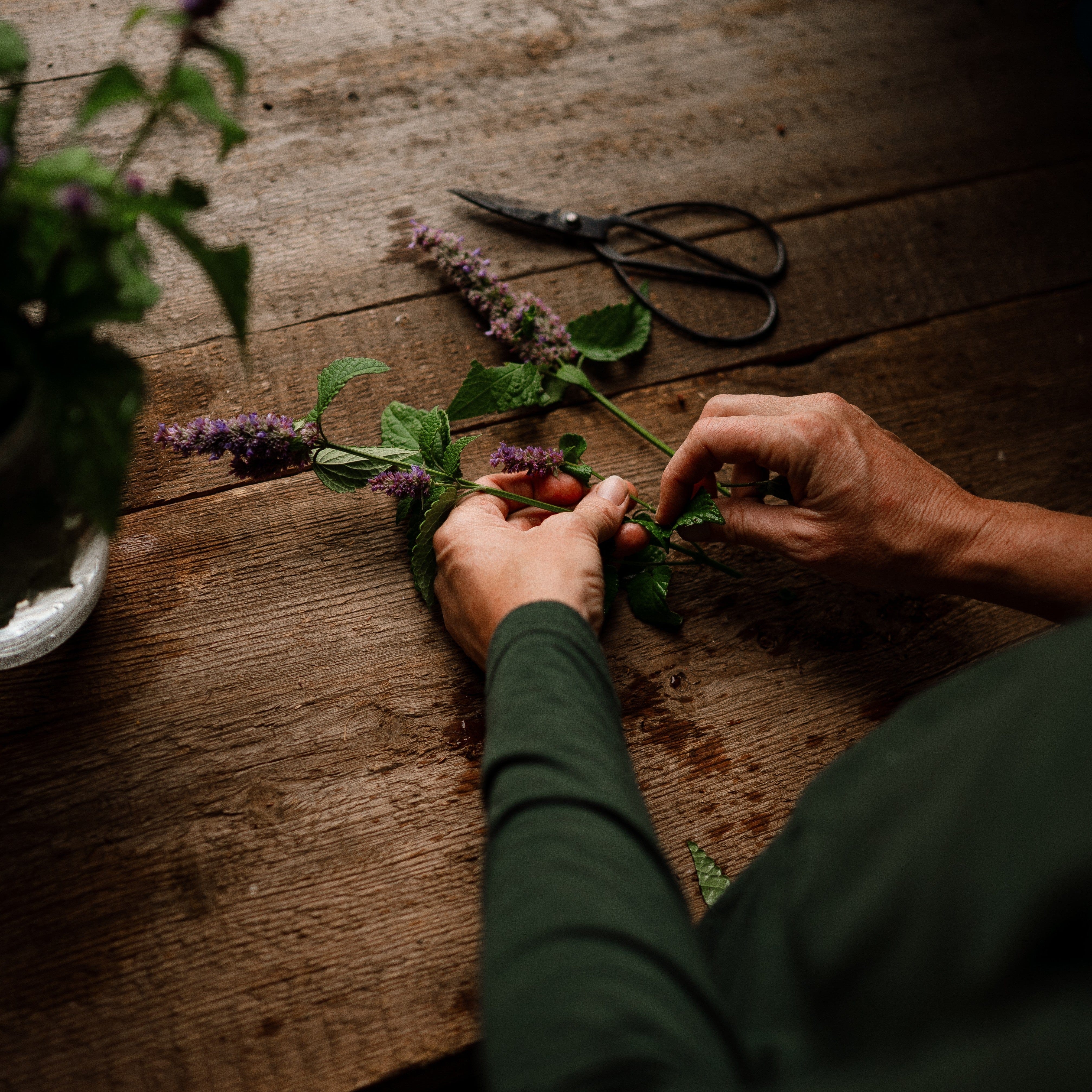 Lavender Hyssop - Thresh Seed Co.