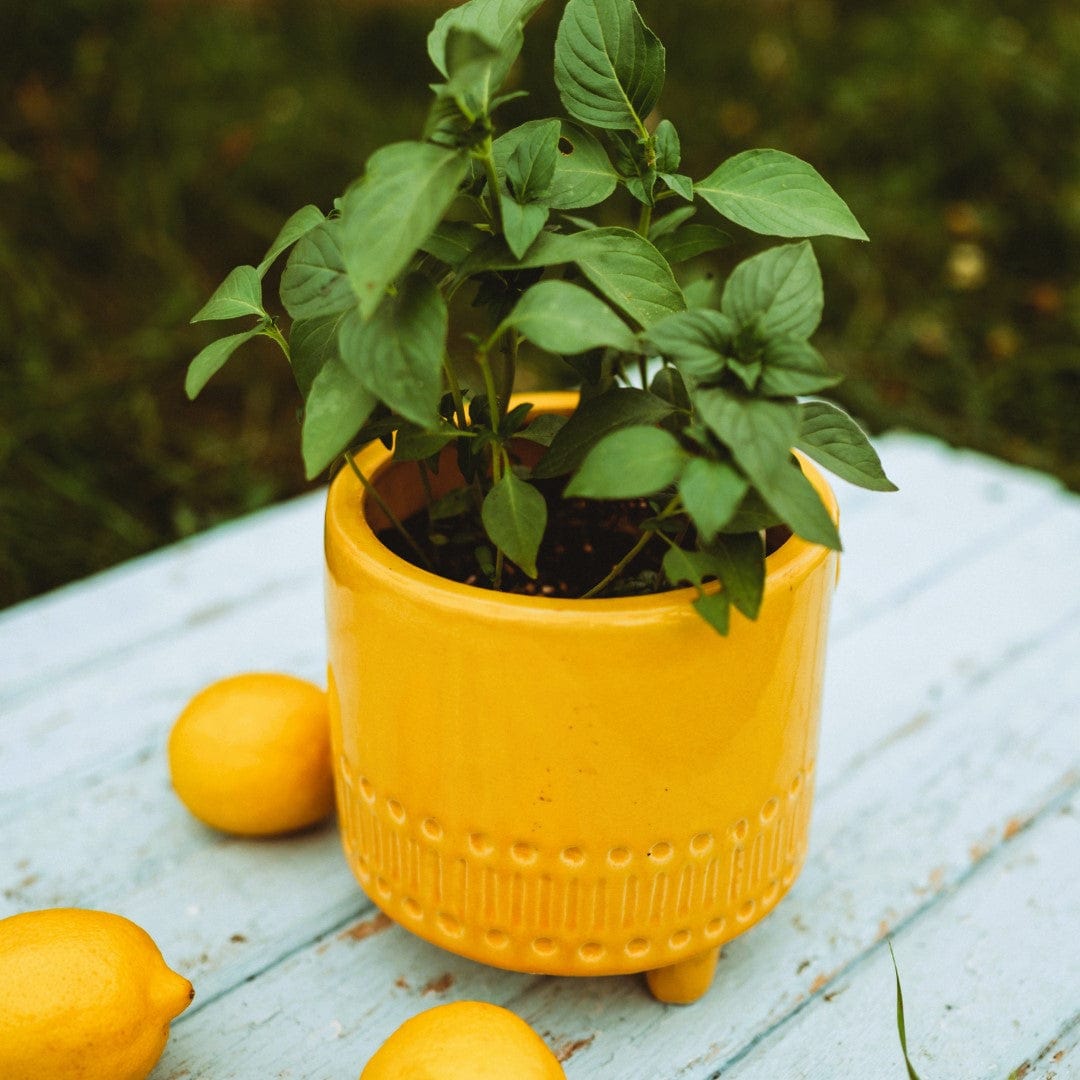 Lemon Basil