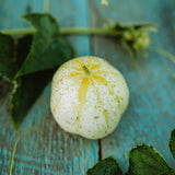 Lemon Cucumber Seeds