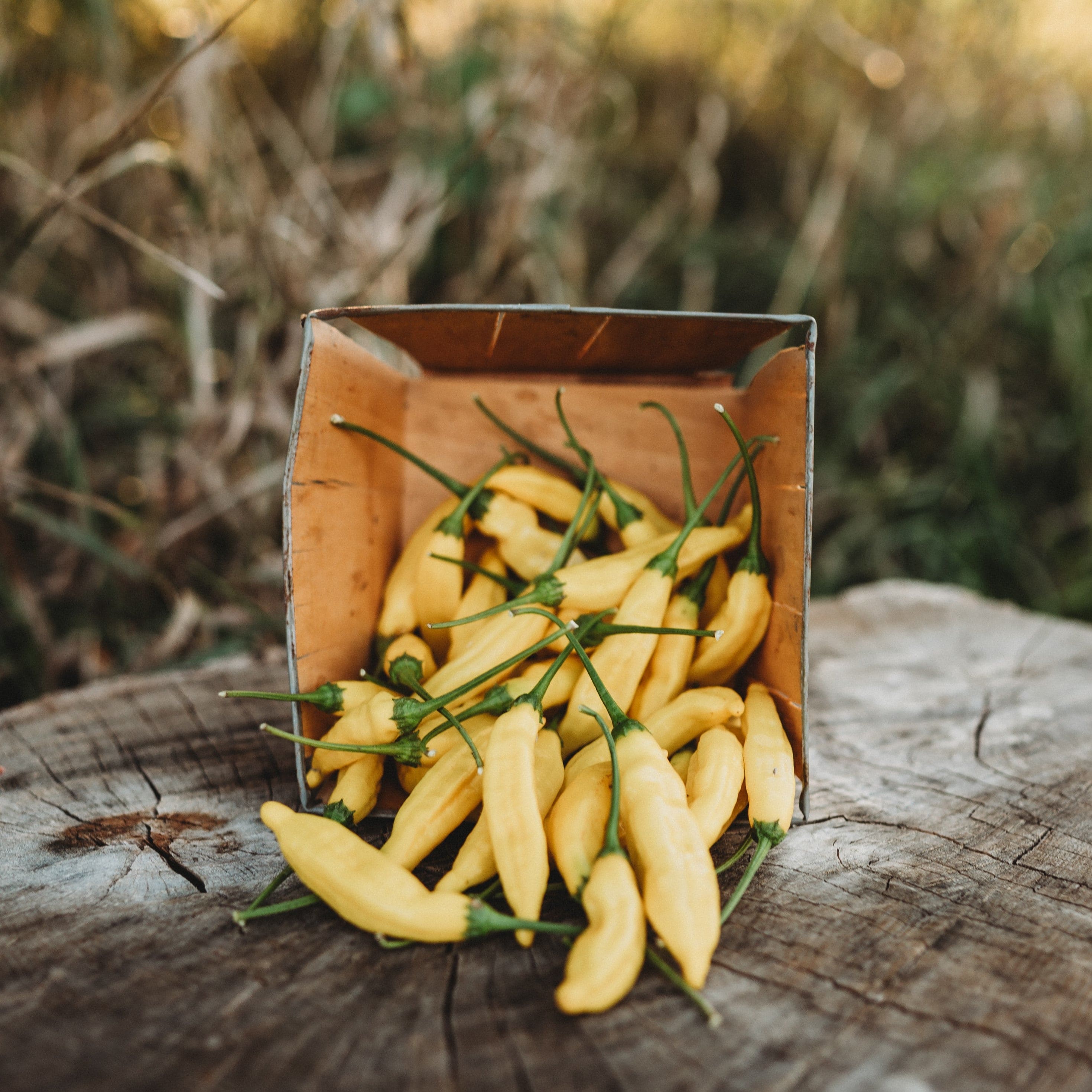 Lemon Drop Pepper - Thresh Seed Co.