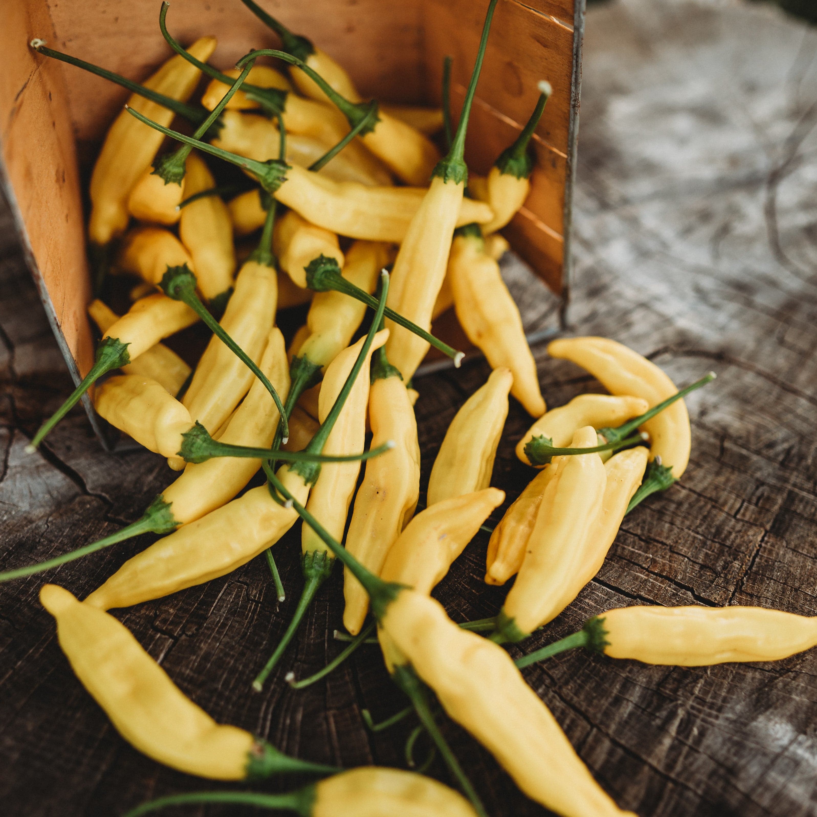 Lemon Drop Pepper - Thresh Seed Co.